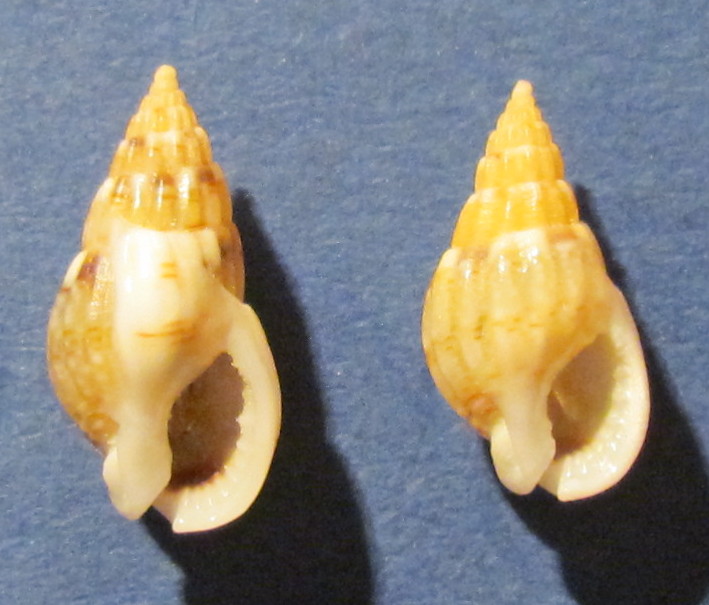 Nassarius sp